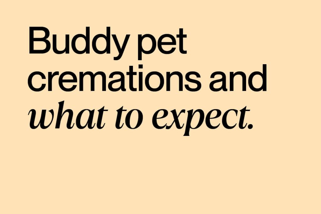 Buddy pet cremations and what to expect. Support resources for pet loss.