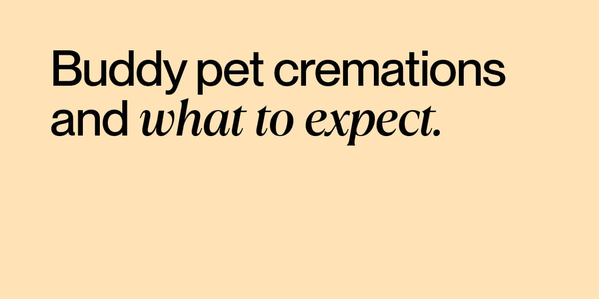 Buddy pet cremations and what to expect. Support resources for pet loss.